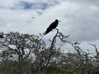 Frigatebird