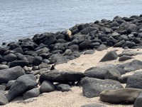 Sea lions and lizards