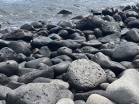 Crabs