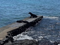 Sea lion nursery
