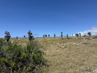 Cacti