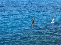 Birds at Plaza Sur