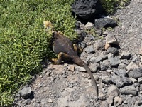 Iguana