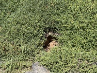 Iguana nest