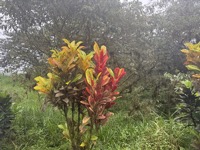 Plants at Royal Palm hotel