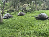 Galápagos giant tortoises