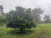 Manzanilla tree