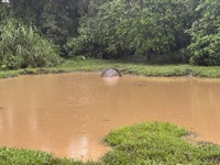 Galápagos giant tortoise