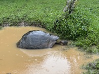 Galápagos giant tortoise
