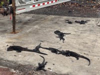 Marine iguanas